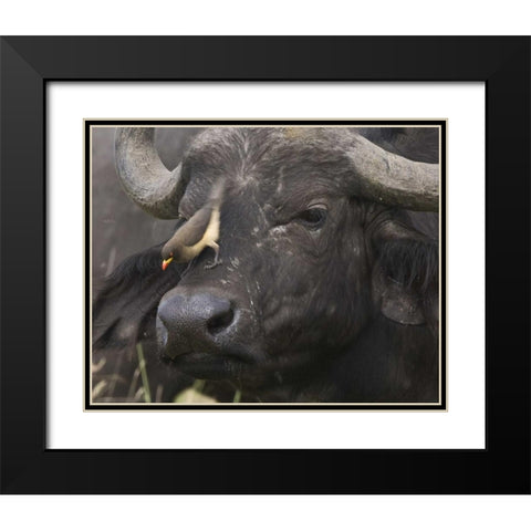 Kenya Oxpecker bird on nose of water buffalo Black Modern Wood Framed Art Print with Double Matting by Williams, Joanne