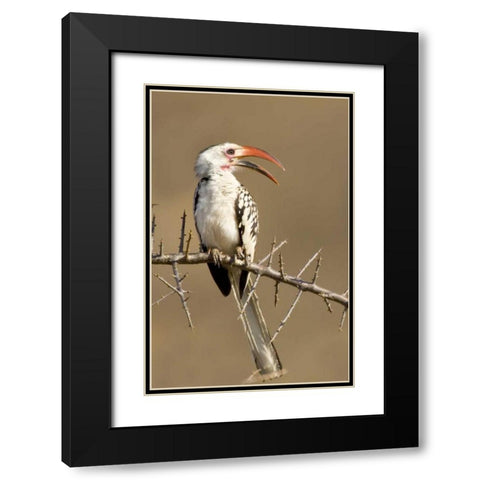 Kenya Red-billed hornbill bird on thorny tree Black Modern Wood Framed Art Print with Double Matting by Williams, Joanne
