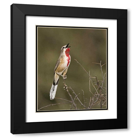 Kenya Singing rosy-patched bushshrike bird Black Modern Wood Framed Art Print with Double Matting by Williams, Joanne