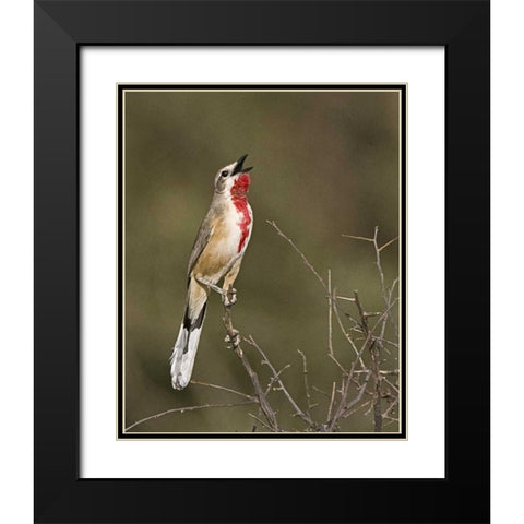 Kenya Singing rosy-patched bushshrike bird Black Modern Wood Framed Art Print with Double Matting by Williams, Joanne
