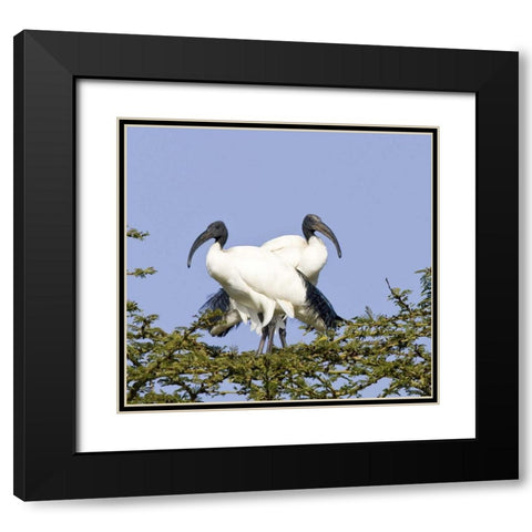 Kenya Pair of sacred ibis birds stand on limbs Black Modern Wood Framed Art Print with Double Matting by Williams, Joanne