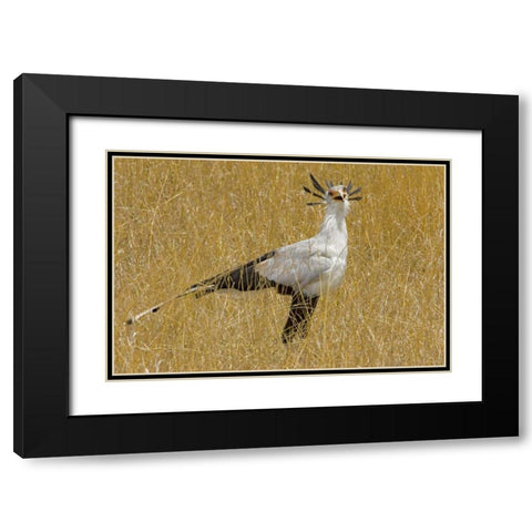 Kenya Secretary bird in tall grass Black Modern Wood Framed Art Print with Double Matting by Williams, Joanne
