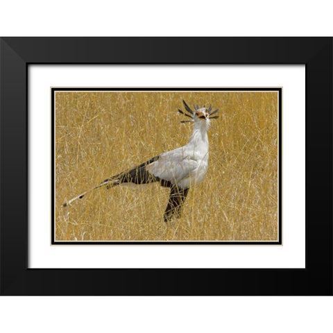 Kenya Secretary bird in tall grass Black Modern Wood Framed Art Print with Double Matting by Williams, Joanne