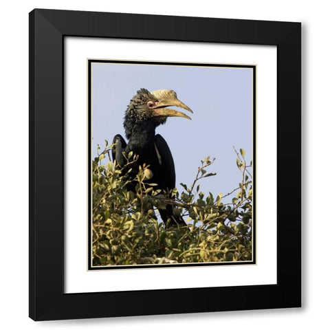 Kenya Silvery-cheeked hornbill bird in tree Black Modern Wood Framed Art Print with Double Matting by Williams, Joanne
