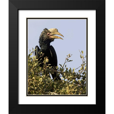 Kenya Silvery-cheeked hornbill bird in tree Black Modern Wood Framed Art Print with Double Matting by Williams, Joanne