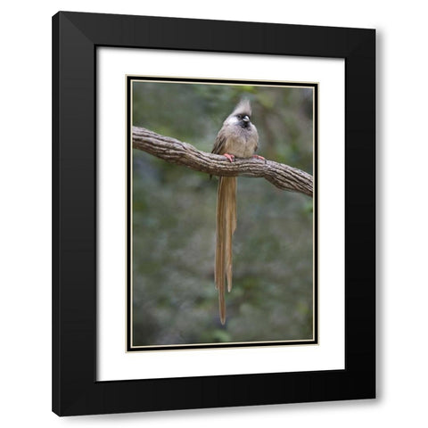 Kenya Speckled mousebird sits on tree limb Black Modern Wood Framed Art Print with Double Matting by Williams, Joanne