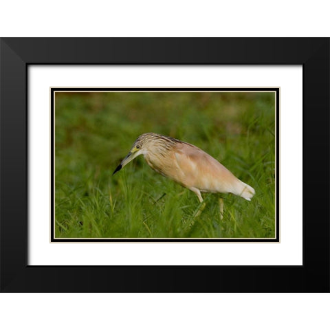 Kenya Squacco heron bird in green grass Black Modern Wood Framed Art Print with Double Matting by Williams, Joanne