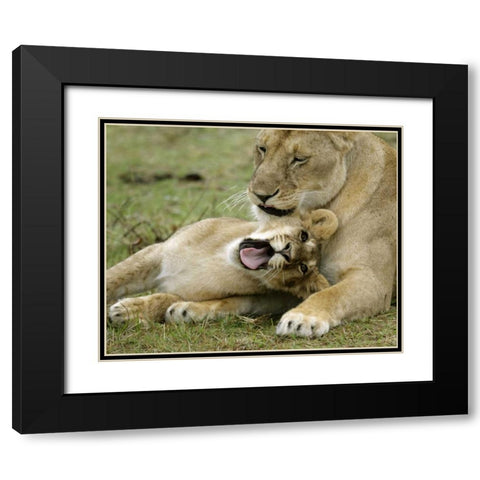 Kenya, Masai Mara, African lioness with cub Black Modern Wood Framed Art Print with Double Matting by Morris, Arthur