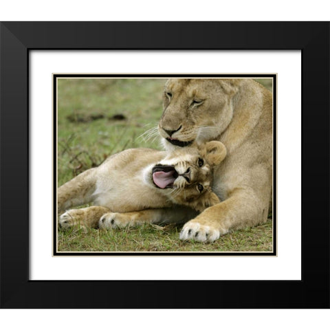 Kenya, Masai Mara, African lioness with cub Black Modern Wood Framed Art Print with Double Matting by Morris, Arthur