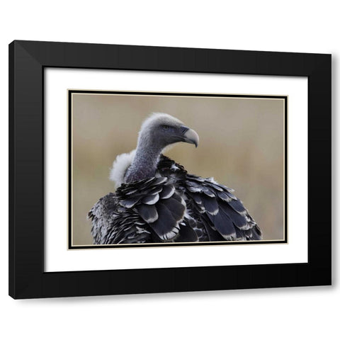 Kenya, Masai Mara Ruppells griffon vulture Black Modern Wood Framed Art Print with Double Matting by Morris, Arthur