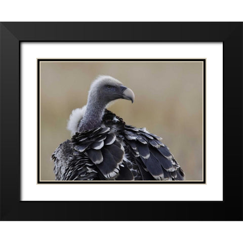 Kenya, Masai Mara Ruppells griffon vulture Black Modern Wood Framed Art Print with Double Matting by Morris, Arthur