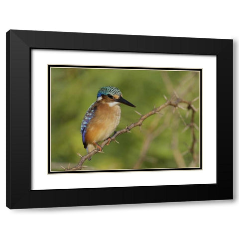 Kenya, Lake Baringo Pygmy kingfisher perched Black Modern Wood Framed Art Print with Double Matting by Morris, Arthur