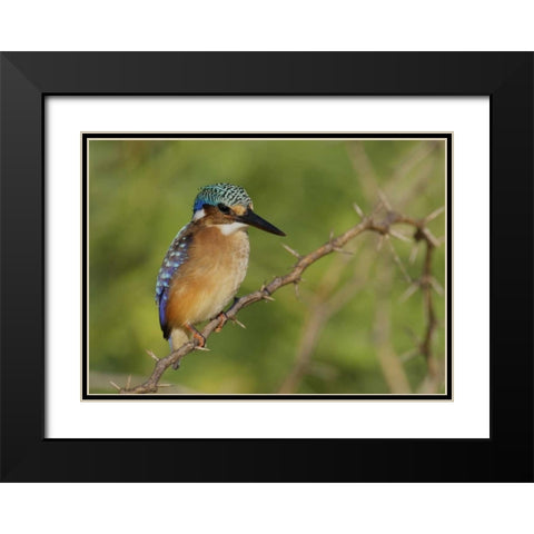Kenya, Lake Baringo Pygmy kingfisher perched Black Modern Wood Framed Art Print with Double Matting by Morris, Arthur