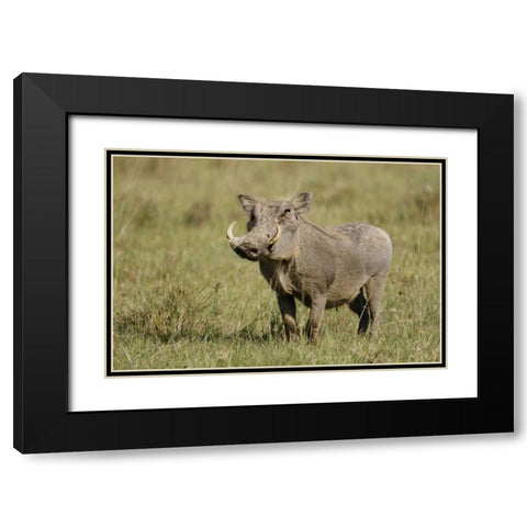 Kenya, Nakuru NP Warthog in standing pose Black Modern Wood Framed Art Print with Double Matting by Morris, Arthur