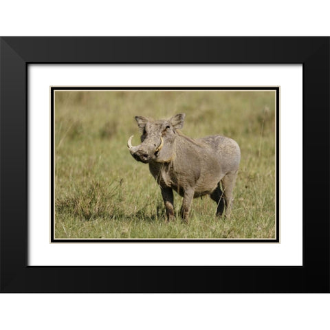 Kenya, Nakuru NP Warthog in standing pose Black Modern Wood Framed Art Print with Double Matting by Morris, Arthur