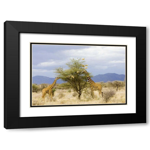 Kenya Two giraffes eat leaves off tree Black Modern Wood Framed Art Print with Double Matting by Williams, Joanne
