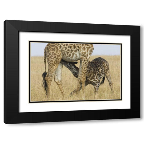 Kenya, Masai Mara Baby Masai giraffe nursing Black Modern Wood Framed Art Print with Double Matting by Williams, Joanne