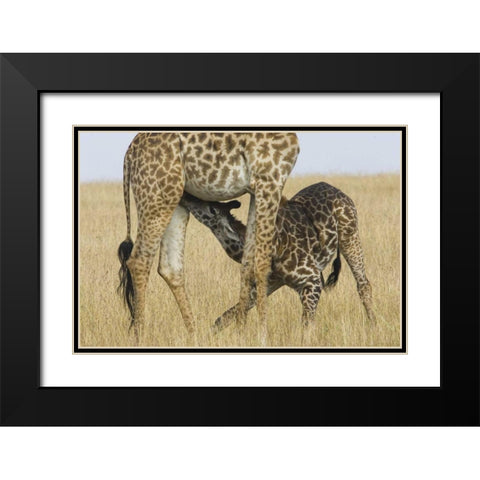 Kenya, Masai Mara Baby Masai giraffe nursing Black Modern Wood Framed Art Print with Double Matting by Williams, Joanne