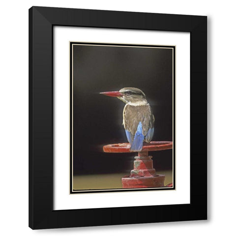 Kenya Brown-headed kingfisher on a valve wheel Black Modern Wood Framed Art Print with Double Matting by Williams, Joanne