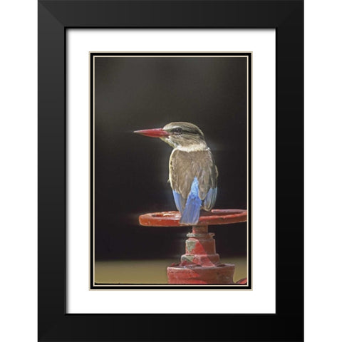 Kenya Brown-headed kingfisher on a valve wheel Black Modern Wood Framed Art Print with Double Matting by Williams, Joanne
