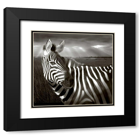 Kenya Black and white of zebra and plain Black Modern Wood Framed Art Print with Double Matting by Williams, Joanne