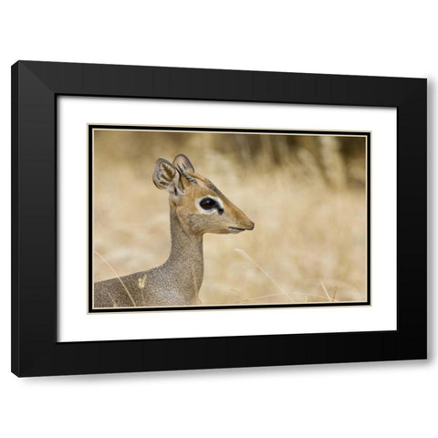 Kenya Profile of dik dik Black Modern Wood Framed Art Print with Double Matting by Williams, Joanne