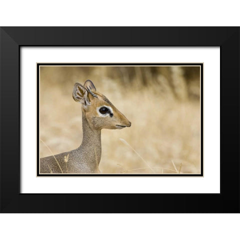 Kenya Profile of dik dik Black Modern Wood Framed Art Print with Double Matting by Williams, Joanne