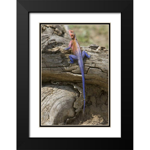 Kenya Colorful African lizard on log Black Modern Wood Framed Art Print with Double Matting by Williams, Joanne