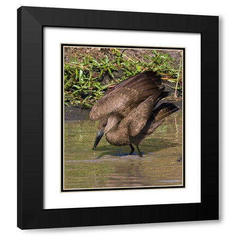 Kenya Hamerkop bird bathes in stream Black Modern Wood Framed Art Print with Double Matting by Williams, Joanne