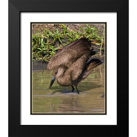 Kenya Hamerkop bird bathes in stream Black Modern Wood Framed Art Print with Double Matting by Williams, Joanne