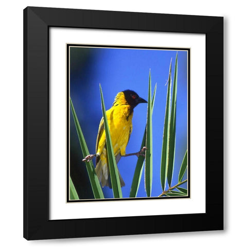 Kenya Masked weaver bird grasps leaves Black Modern Wood Framed Art Print with Double Matting by Williams, Joanne