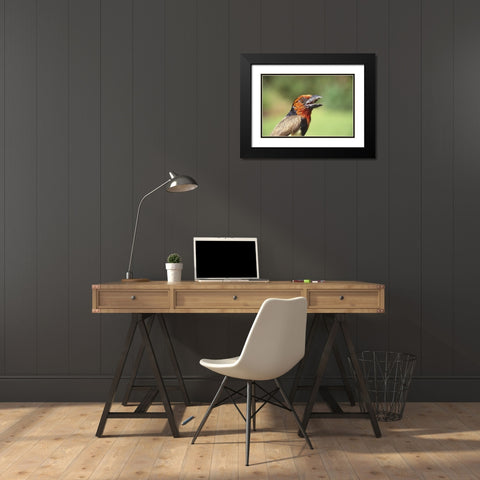 Kenya Black-collared barbet bird calling Black Modern Wood Framed Art Print with Double Matting by Williams, Joanne