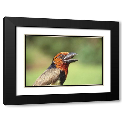 Kenya Black-collared barbet bird calling Black Modern Wood Framed Art Print with Double Matting by Williams, Joanne
