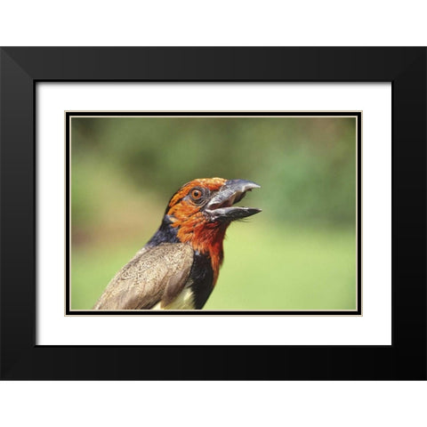Kenya Black-collared barbet bird calling Black Modern Wood Framed Art Print with Double Matting by Williams, Joanne