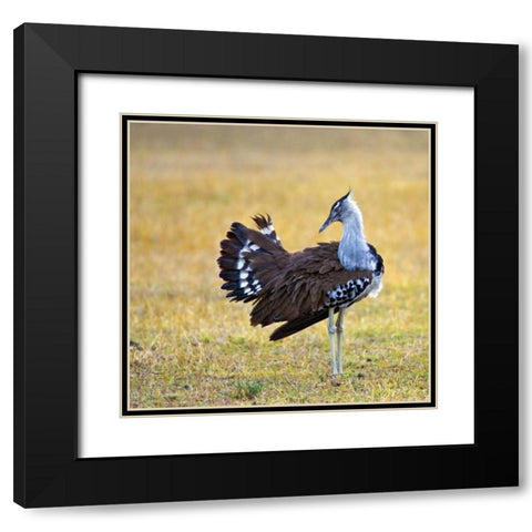 Kenya Kori bustard bird standing in a field Black Modern Wood Framed Art Print with Double Matting by Williams, Joanne