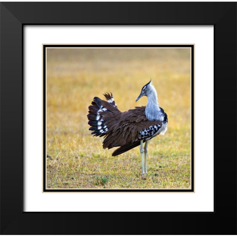 Kenya Kori bustard bird standing in a field Black Modern Wood Framed Art Print with Double Matting by Williams, Joanne