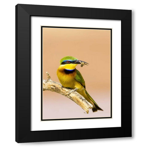 Kenya Little bee-eater bird on limb with a bee Black Modern Wood Framed Art Print with Double Matting by Williams, Joanne