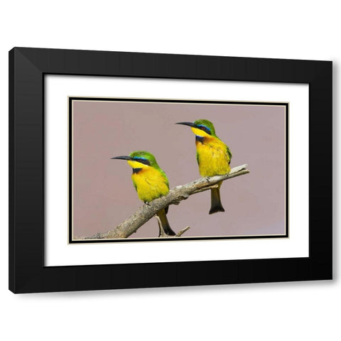 Kenya Two little bee-eater birds on limb Black Modern Wood Framed Art Print with Double Matting by Williams, Joanne