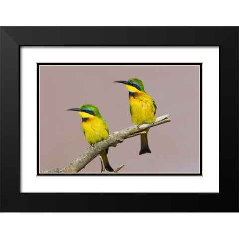 Kenya Two little bee-eater birds on limb Black Modern Wood Framed Art Print with Double Matting by Williams, Joanne