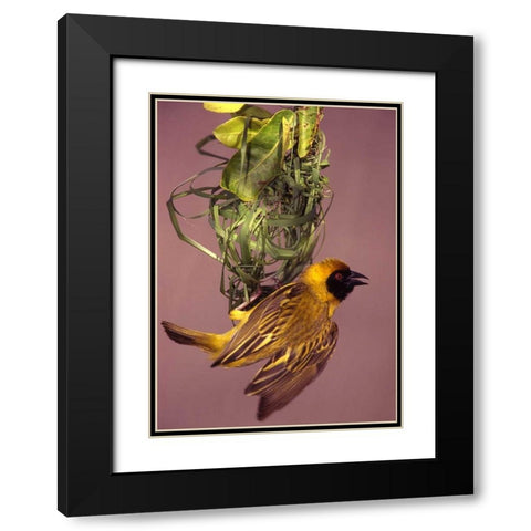 Kenya Masked weaver bird building a nest Black Modern Wood Framed Art Print with Double Matting by Williams, Joanne