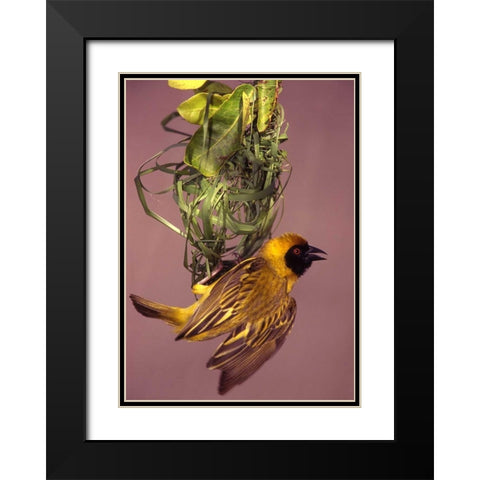 Kenya Masked weaver bird building a nest Black Modern Wood Framed Art Print with Double Matting by Williams, Joanne