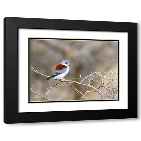 Kenya Pygmy falcon bird on limb Black Modern Wood Framed Art Print with Double Matting by Williams, Joanne
