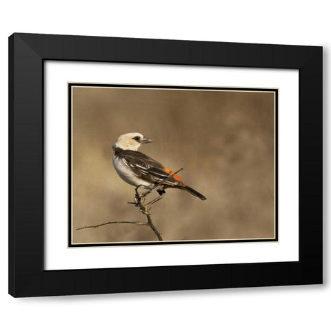 Kenya White-headed buffalo weaver on limb Black Modern Wood Framed Art Print with Double Matting by Williams, Joanne