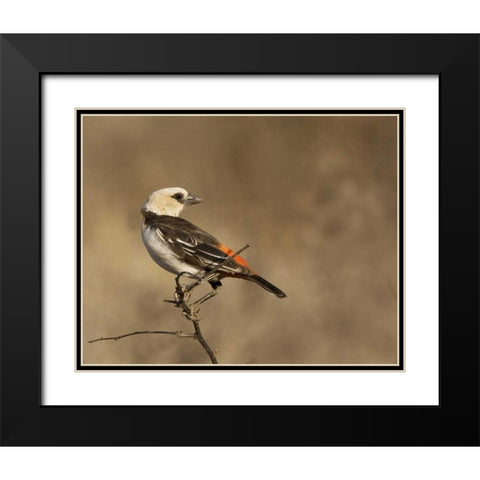 Kenya White-headed buffalo weaver on limb Black Modern Wood Framed Art Print with Double Matting by Williams, Joanne