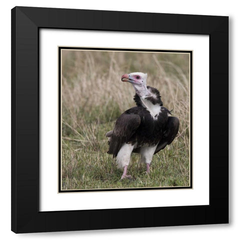 Kenya White-headed vulture standing in grass Black Modern Wood Framed Art Print with Double Matting by Williams, Joanne