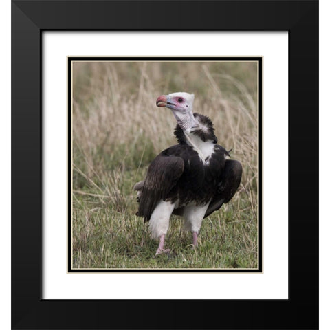 Kenya White-headed vulture standing in grass Black Modern Wood Framed Art Print with Double Matting by Williams, Joanne