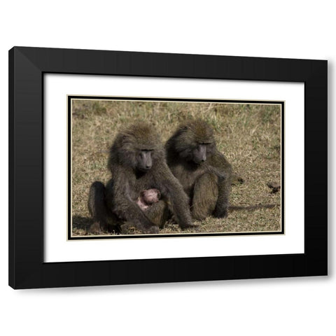 Kenya Mother baboon with newborn baby Black Modern Wood Framed Art Print with Double Matting by Williams, Joanne