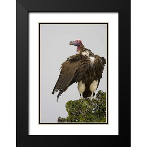 Kenya Lappet-faced vulture standing on treetop Black Modern Wood Framed Art Print with Double Matting by Williams, Joanne