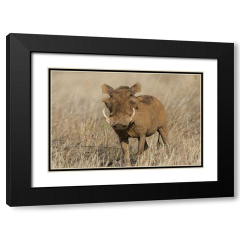 Kenya Frontal view of male warthog with tusks Black Modern Wood Framed Art Print with Double Matting by Williams, Joanne