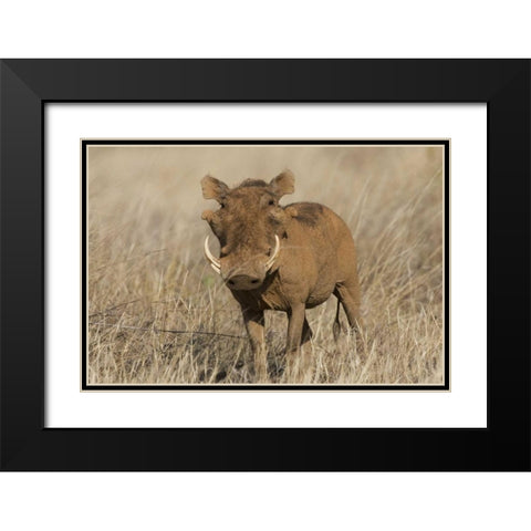 Kenya Frontal view of male warthog with tusks Black Modern Wood Framed Art Print with Double Matting by Williams, Joanne